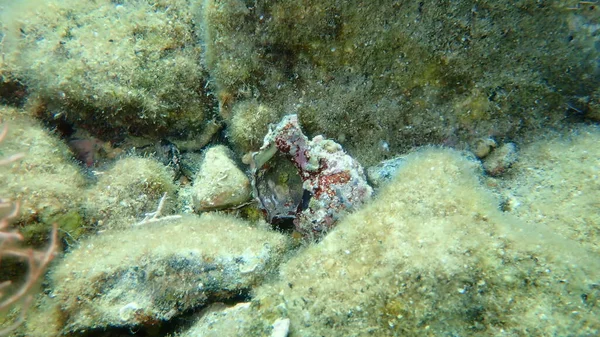Seashell Sea Snil Banded Dye Murex Hexaplex Trunculus Undersea Aegean — Stock fotografie