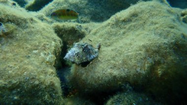 Deniz salyangozu trunculus murex veya bant murex, bagaj murex, bantlı boya-murex (Hexaplex trunculus) deniz altı, Ege Denizi, Yunanistan, Syros Adası