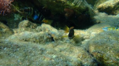 Boyanmış komando (Serranus scriba) denizaltı, Ege Denizi, Yunanistan, Syros Adası