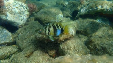 Boyanmış komando (Serranus scriba) denizaltı, Ege Denizi, Yunanistan, Syros Adası