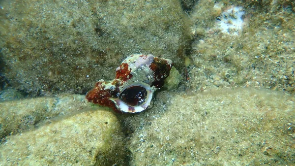Sea snail trunculus murex or banded murex, trunk murex, banded dye-murex (Hexaplex trunculus) undersea, Aegean Sea, Greece, Syros island