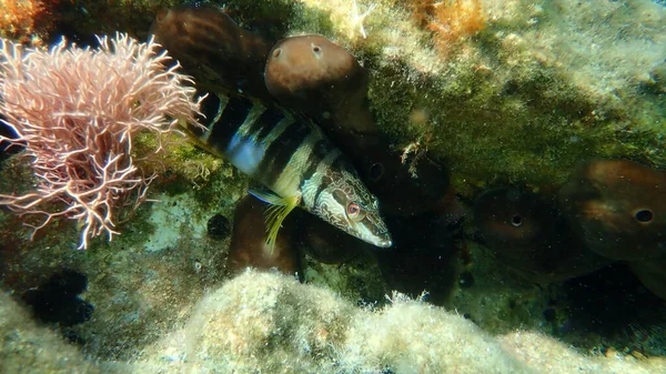 Malowany Comber Serranus Scriba Podmorski Morze Egejskie Grecja Wyspa Syros — Zdjęcie stockowe