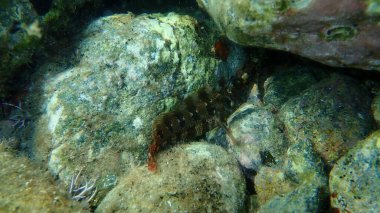 Tompot blenny (Parablennius gattorugine) denizaltı, Ege Denizi, Yunanistan, Syros Adası