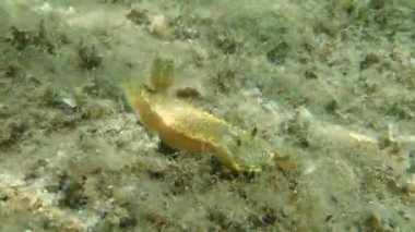 Çıplak dev doris veya kraliyet deniz tanrıçası (Felimare picta) deniz altı, Ege Denizi, Yunanistan, Halkidiki
