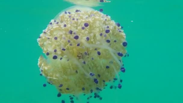 Medusas Mediterrânicas Medusas Ovos Fritos Geleia Mediterrânica Cotylorhiza Tuberculata Submarina — Vídeo de Stock