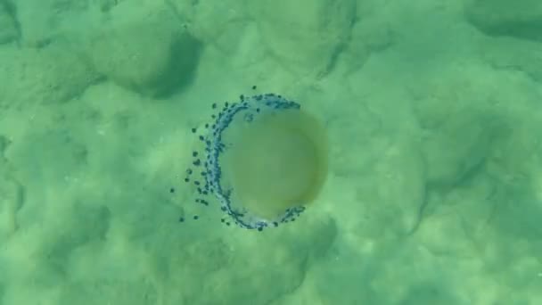 Mediterranean Jellyfish Fried Egg Jellyfish Mediterranean Jelly Cotylorhiza Tuberculata Undersea — Stock Video