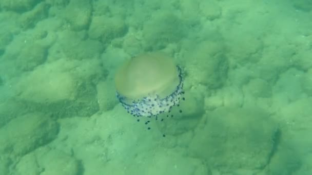 Medusas Mediterrânicas Medusas Ovos Fritos Geleia Mediterrânica Cotylorhiza Tuberculata Submarina — Vídeo de Stock