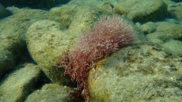 Красные Водоросли Amphiroa Rigida Undersea Эгейское Море Греция Остров Сирос — стоковое фото