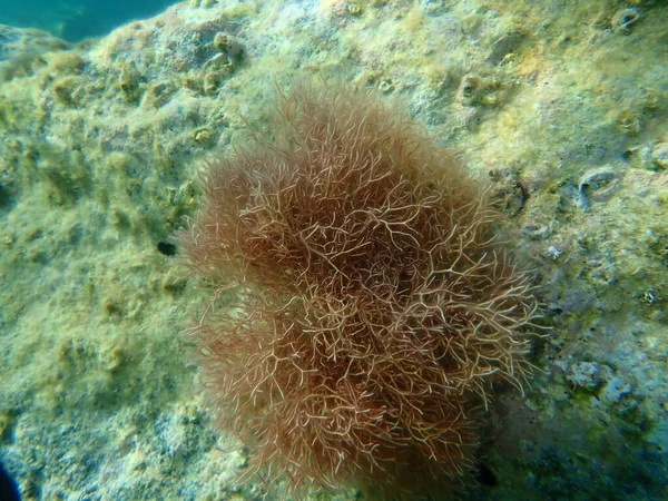 Algas Vermelhas Amphiroa Rigida Submarina Mar Egeu Grécia Ilha Syros — Fotografia de Stock