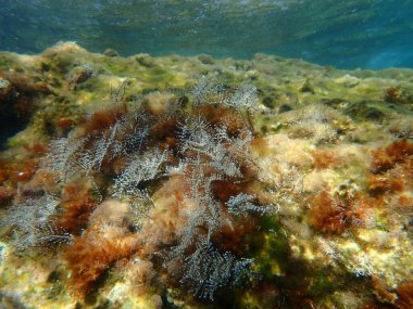Hidrozoa tüyü hidroid veya tüylü hidroid, Noel ağacı hidroidi (Pennaria disticha) deniz altı, Ege Denizi, Yunanistan, Syros Adası