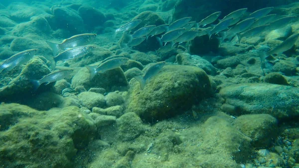 Золотисто Серый Мулл Chelon Auratus Водой Эгейское Море Греция Остров — стоковое фото