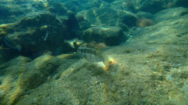 狂暴的兔子鱼或大理石尖头鱼 海底冲浪拟人鱼 Siganus Rivulatus 爱琴海 锡罗斯岛 — 图库照片