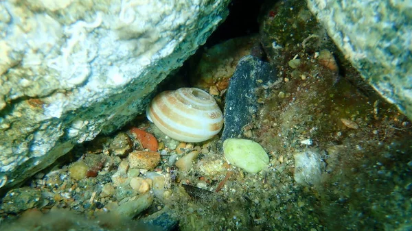 Shell Grove Snail Brown Lipped Snail Lemon Snail Cepaea Nemoralis — Stock Photo, Image