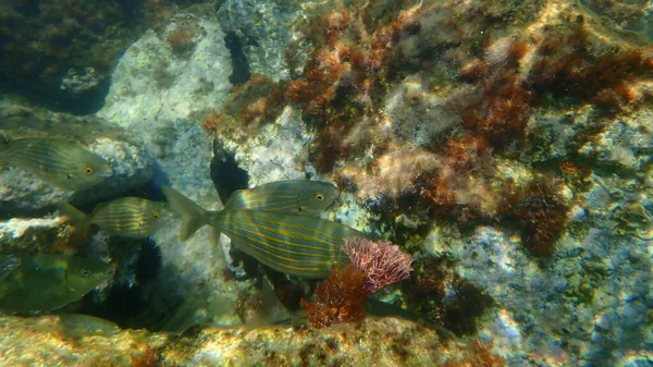 Salema Salema Porgy Cow Bream Goldline Dreamfish Sarpa Salpa Undersea — Stock Photo, Image