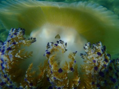 Akdeniz denizanası veya kızarmış yumurta denizanası, Akdeniz denizanası (Cotylorhiza tuberculata) yakın çekim sualtı, Ege Denizi, Yunanistan, Halkidiki