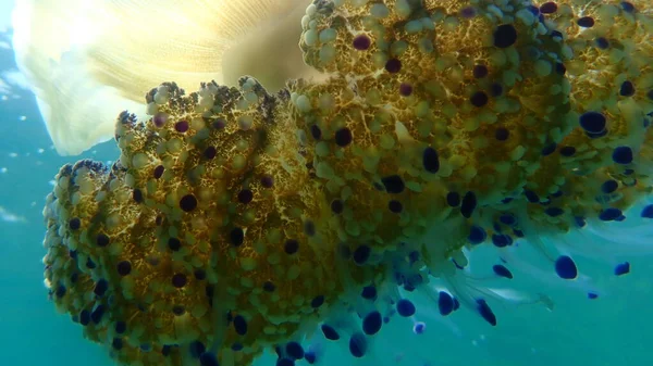 Akdeniz Denizanası Veya Kızarmış Yumurta Denizanası Akdeniz Denizanası Cotylorhiza Tuberculata — Stok fotoğraf