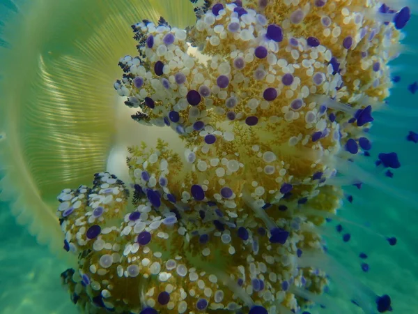 Akdeniz denizanası veya kızarmış yumurta denizanası, Akdeniz denizanası (Cotylorhiza tuberculata) yakın çekim sualtı, Ege Denizi, Yunanistan, Halkidiki