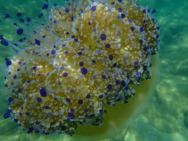 Medusas Mediterrânicas Medusas Ovos Fritos Geleia Mediterrânica Cotylorhiza Tuberculata Close — Fotografia de Stock