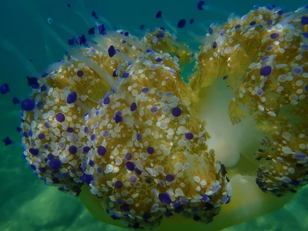 Akdeniz Denizanası Veya Kızarmış Yumurta Denizanası Akdeniz Denizanası Cotylorhiza Tuberculata — Stok fotoğraf