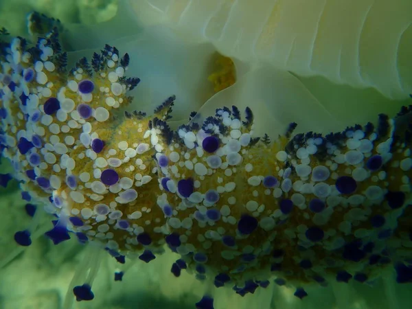 Méduses Méditerranéennes Méduses Aux Œufs Frits Gelée Méditerranéenne Cotylorhiza Tuberculata — Photo