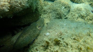 Denizaltı, Ege Denizi, Yunanistan, Halkidiki