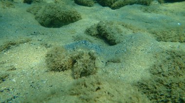 Denizaltı, Ege Denizi, Yunanistan, Halkidiki