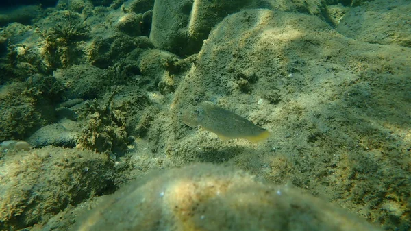 Costeletas Comuns Chocos Comuns Europeus Sepia Officinalis Submarinos Mar Egeu — Fotografia de Stock