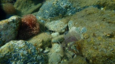 Leylak iğnesi veya gece lambası denizanası, mor soyulmuş denizanası, mor denizanası, pembe denizanası, fosforlu denizanası (Pelagia noctiluca) deniz altı, Ege Denizi, Yunanistan, Syros Adası