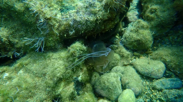 毛虫刺水母或夜光水母 紫色水母 粉色水母 海底磷光水母 爱琴海 希腊雪洛斯岛 — 图库照片