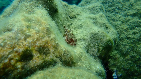 Madeira Rockfish Scorpaena Maderensis Submarino Mar Egeu Grécia Ilha Syros — Fotografia de Stock