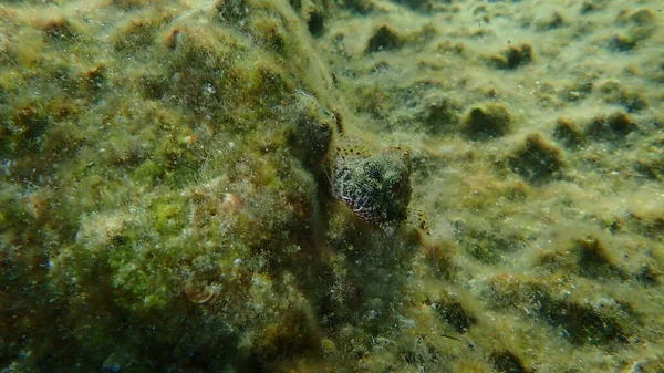 Madeira Rockfish Scorpaena Maderensis Bajo Mar Mar Egeo Grecia Isla — Foto de Stock