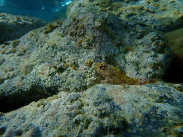 Madeira Rockfish Scorpaena Maderensis Undersea Aegean Sea Greece Syros Island — стокове фото