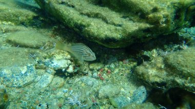 Goldblotch orfozu (Epinephelus costae) denizaltı, Ege Denizi, Yunanistan, Syros Adası