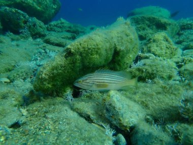 Goldblotch orfozu (Epinephelus costae) denizaltı, Ege Denizi, Yunanistan, Syros Adası