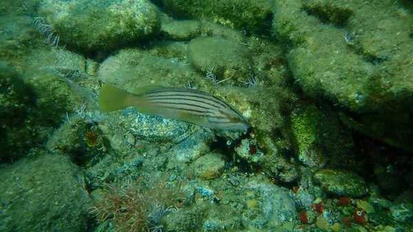 Guldfläckpagell Epinephelus Costae Vatten Egeiska Havet Grekland Syros — Stockfoto