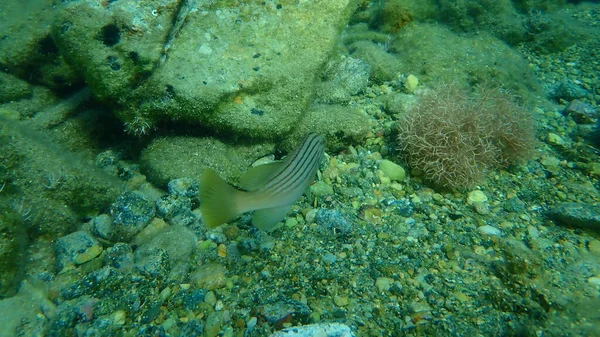 Mero Goldblotch Epinephelus Costae Bajo Mar Mar Egeo Grecia Isla — Foto de Stock