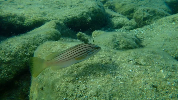 Zackenbarsch Epinephelus Costae Unter Wasser Ägäis Griechenland Insel Syros — Stockfoto