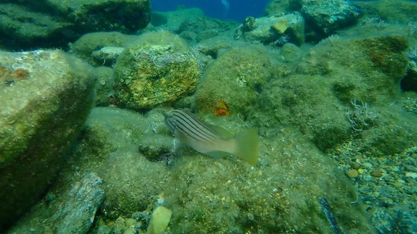 Zackenbarsch Epinephelus Costae Unter Wasser Ägäis Griechenland Insel Syros — Stockfoto