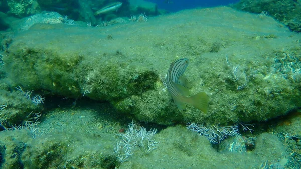 Cernia Epinephelus Costae Sottomarina Mar Egeo Grecia Isola Syros — Foto Stock