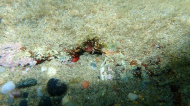 Deniz fışkırtması ya da Pyura sıvısı. microcosmus var. Deniz altı, Ege Denizi, Yunanistan, Halkidiki