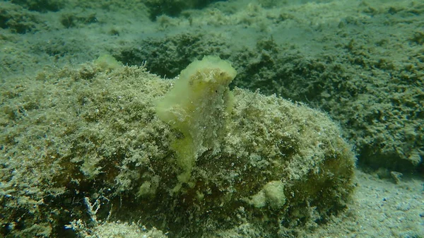 汚い海の潮吹き Ascidiella アスパラ ヴァー エーゲ海 ギリシャ ハルキディキ — ストック写真