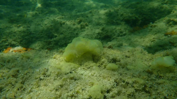 Chorro Mar Sucio Ascidiella Aspersa Var Bajo Mar Mar Egeo — Foto de Stock