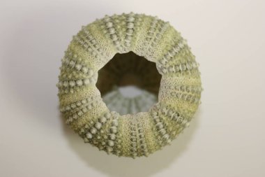 Mor deniz kestanesinin (Paracentrotus lividus) nötr bir zemin üzerinde test edilmesini istiyorum. Buluşma yeri: Ege Denizi, Yunanistan, Halkidiki