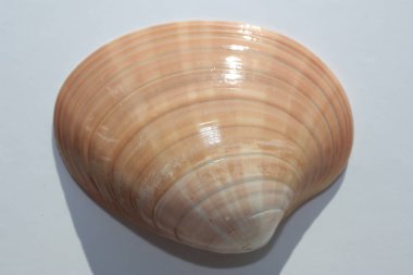 Tarafsız bir arkaplanda çift valflı yumuşakça deniz kabuğu ya da pürüzsüz venüs, düz kallista, penis, kahverengi venüs, kahverengi kallista (Callista chione). Buluşma yeri: Ege Denizi, Yunanistan, Halkidiki