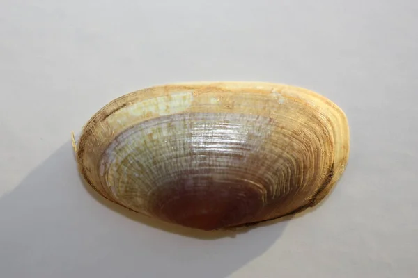 Concha Molusco Bivalve Grande Sunsetclam Sunsetclam Plana Grande Concha Por — Fotografia de Stock