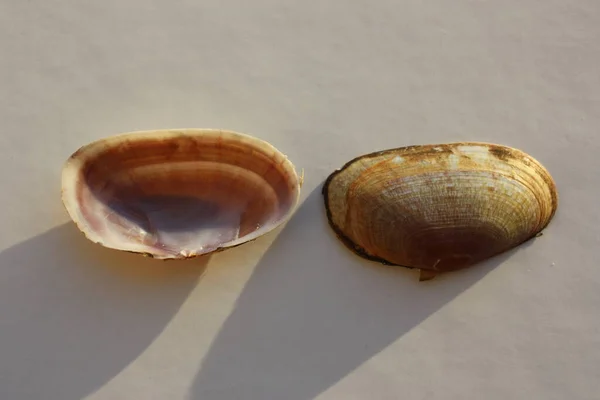 Seashell Molluschi Bivalvi Grande Vongola Tramonti Vongole Tramonti Piatte Grande — Foto Stock