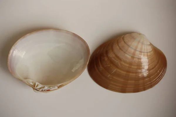 Seashell Mollusco Bivalve Vongola Liscia Venere Liscia Callista Liscia Gallo — Foto Stock