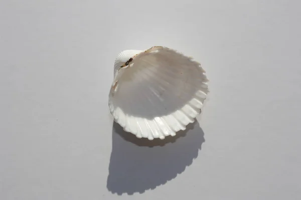 Seashell Bivalve Mollusc Tuberculate Cockle Rough Cockle Marocchino Cockle Acanthocardia — Foto Stock