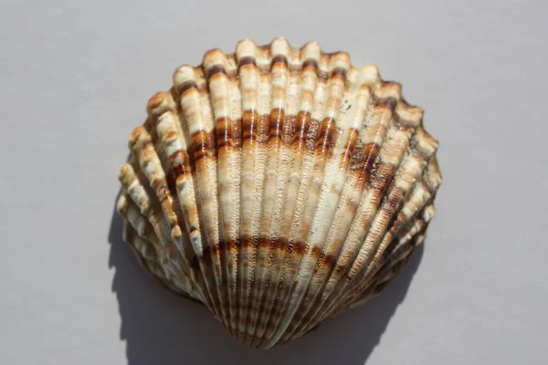Seashell Małży Tuberkulować Cockle Lub Szorstki Cockle Marokański Cockle Acanthocardia — Zdjęcie stockowe