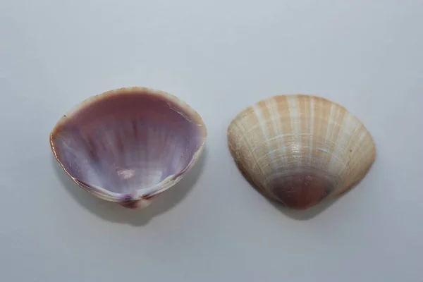 Seashell Bivalve Mollusc White Trough Shell White Trough Vongola Mactra — Foto Stock